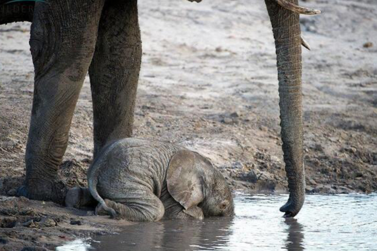 まだ鼻を上手に使えないゾウの赤ちゃん、水を飲むその姿が超カワイイ！