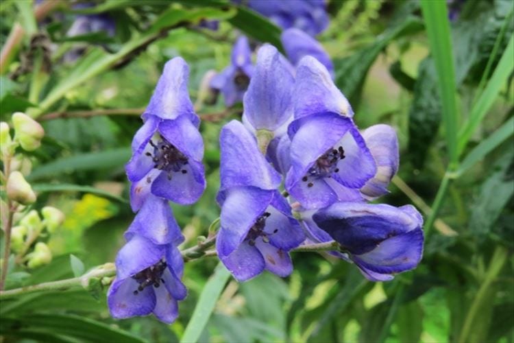 猛毒で知られる「トリカブト」。意外にもポジティブな花言葉もあった！！