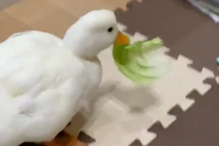 隙をついて飼い主からレタスを奪うも･･･食べるのが下手すぎて可愛いコールダック