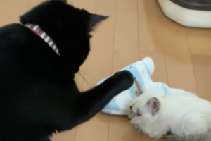 本当は触りたいけど･･･新入りに対する先輩ニャンコのぎこちなさがカワイイ(笑)