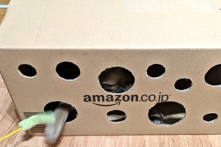 猫飼いさん必見！ダイソーのコンパスカッターでダンボールがニャンコの喜ぶおもちゃに