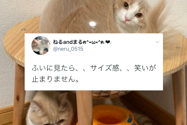 水まんじゅうかな！？宇宙船型の猫ハウスに入ったニャンコのサイズ感が面白すぎて爆笑