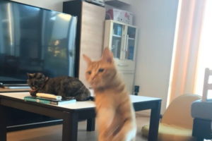 決定的瞬間！まるで買い物にでも行くかのように颯爽と二足歩行で歩くニャンコ(笑)