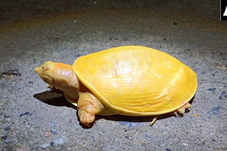 【激レア】インド東部の村で珍しい全身黄色のカメが発見され話題に！