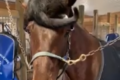 ユニークでお洒落な馬のたてがみ。よく見てみると・・・あれっ、何かおかしいぞ(笑)