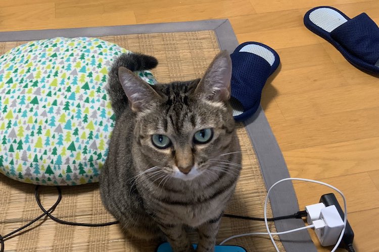 触っちゃダメにゃー!かまってほしいときにするニャンコのアピール方法が可愛い