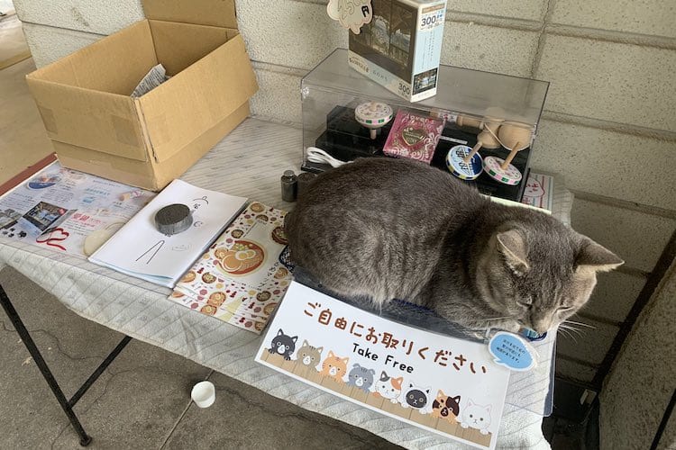 ベストポジションだにゃ！ロープウェイの駅舎で雨宿りするニャンコが可愛すぎ