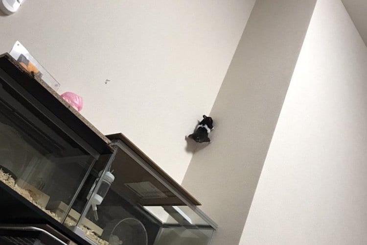 前世は忍者かな！？脱走したハムスターが驚異の身体能力で壁をよじ登る