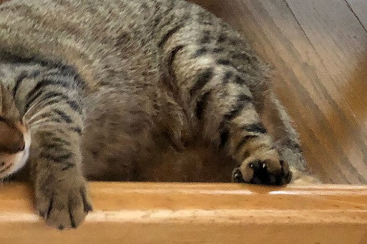 野生味溢れる猫も･･･家の中で「かわいいかわいい」と言われて暮らすとこうなる(笑)