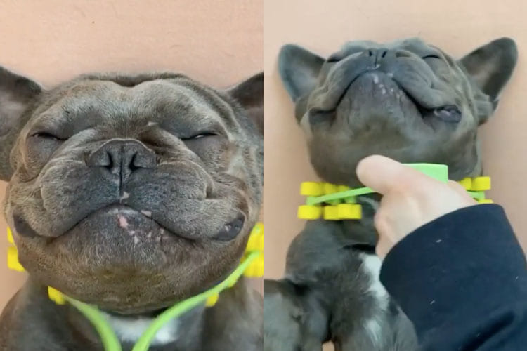 気持ち良すぎてにんまり(笑)マッサージローラーでコロコロされるワンコが可愛すぎ