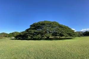 あの有名な「この木 何の木 気になる木」があるのはどこ？日本一有名な木の豆知識
