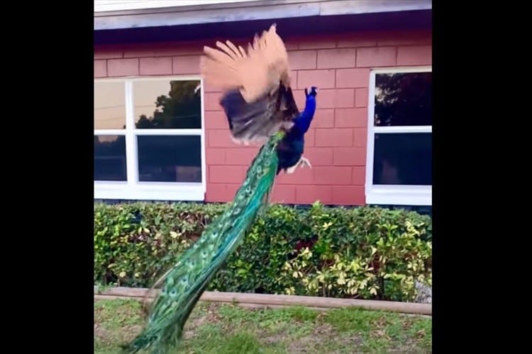 優雅に飛んでいるクジャクを目撃！飛んでいる姿はまるで昇り龍のようだ