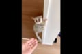 ぴょーんって飛ぶのかと思ったら・・・まさかのそっち!? 階段の降り方に意表を突かれた(笑)
