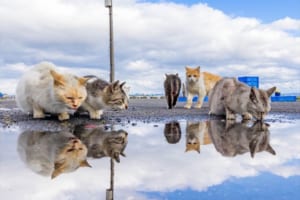 水鏡に映る顔をのぞきこむニャンコたち。雨上がりに撮った癒しの光景が話題に