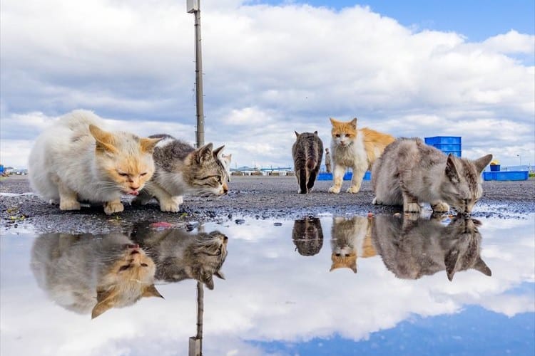 水鏡に映る顔をのぞきこむニャンコたち。雨上がりに撮った癒しの光景が話題に