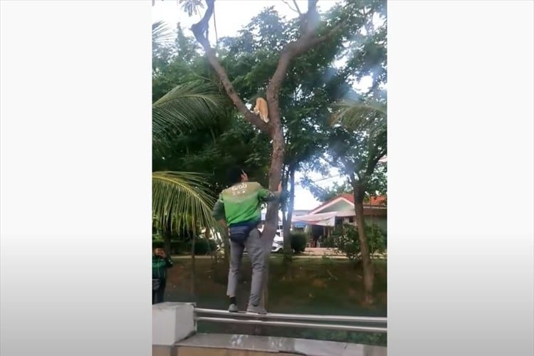 さりげない優しさにほっこり。木から下りられないニャンコを助けようと救世主現る！