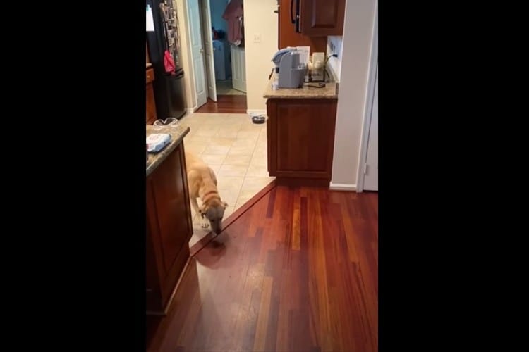 フローリングを歩くことを怖がるワンコ、ユニークな解決策を見つけて飼い主のもとへ！