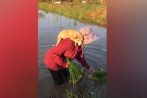 一生懸命に働いたあと、大好きな飼い主さんの背中で甘えるワンコが可愛いすぎる