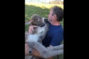 子守歌を聴きながらスヤスヤと眠りに入るロバ。飼い主との強い絆を感じる