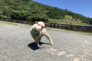 わぁ変な走り方でこっち来るよー！テンション高めで楽しそうなヒツジが可愛い