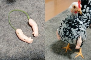 こんなに腕がしっくりくるとは意外だった(笑) マッチョ感のあるニワトリが話題に！