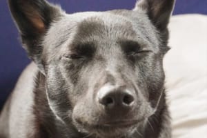 実に味わい深い顔をなさる･･･(笑) 大好きな焼いた干し芋をゆっくりと味わうワンコ