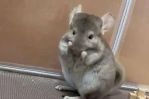 可愛すぎて何度も見てしまう(笑)まるで踊っているようなチンチラが話題に