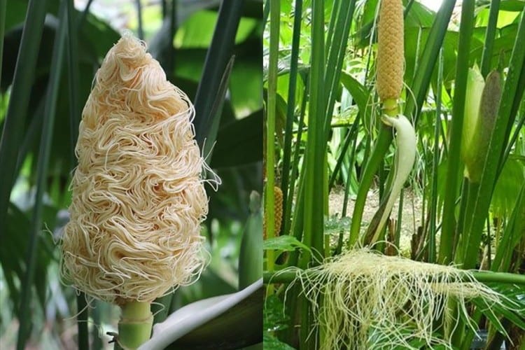 1日で散ってしまう貴重な植物！まるで素麺のような花「パナマソウ」が開花し話題に