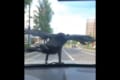 急に空からカラスが降ってきた!車を走らせたら飛び立つかと思いきや・・・