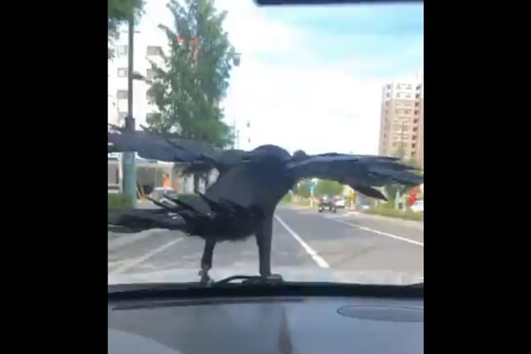 急に空からカラスが降ってきた！車を走らせたら飛び立つかと思いきや･･･
