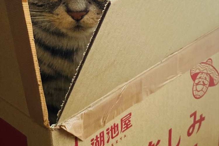 にゃん返しだ!!まるで倍返しする時の半沢直樹の表情をしたニャンコが話題に