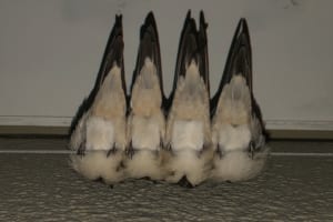 こんな風に寝るなんて器用ですね！4羽のツバメが並んで寝ている様子が可愛い