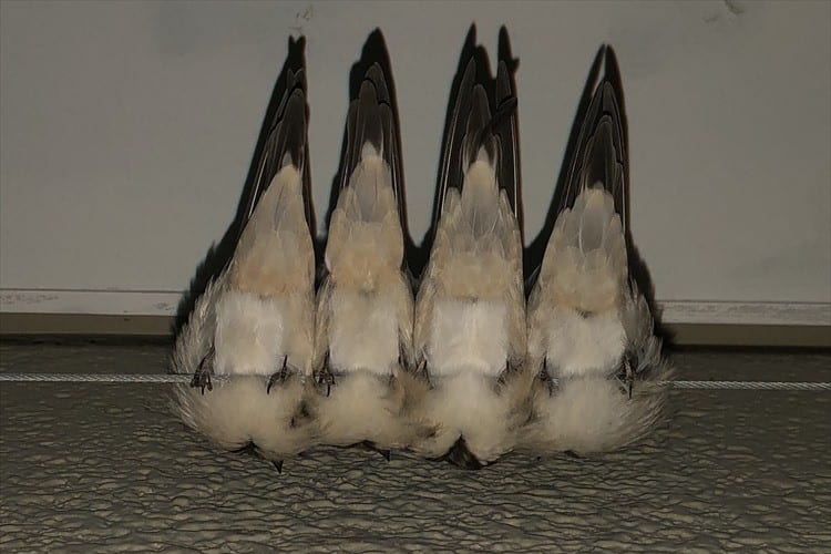 こんな風に寝るなんて器用ですね！4羽のツバメが並んで寝ている様子が可愛い