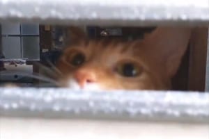 おかえりニャン！帰宅するとポスト口からお出迎えしてくれるニャンコが可愛らしい