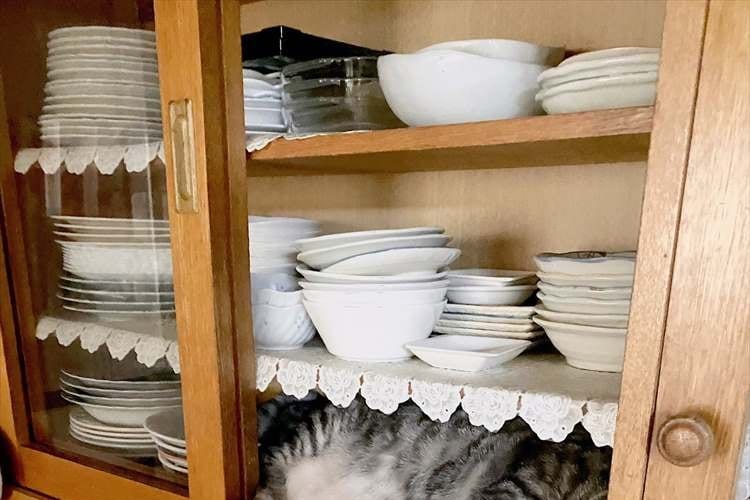 収まり方がぴったり過ぎ！台所へ行ったらニャンコが食器棚と一体化していた(笑)