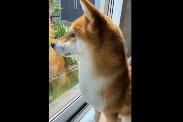 お父さんコンビニ行っただけなのに･･･悲しい表情で鳴き叫ぶワンコが切ない