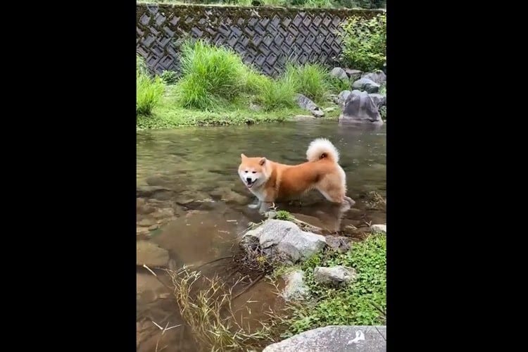 みんなが思ってる水遊びではなかった！？川に浸かる2匹の秋田犬がカワイイ