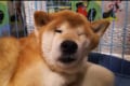 枕が硬すぎて柴犬の顔が変形しちゃった!クシャッとしてブサイクなのが逆に可愛い(笑)