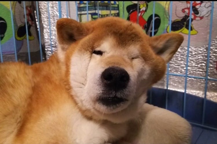 枕が硬すぎて柴犬の顔が変形しちゃった！クシャッとしてブサイクなのが逆に可愛い(笑)