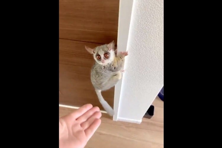 ぴょーんって飛ぶのかと思ったら･･･まさかのそっち！？ 階段の降り方に意表を突かれた(笑)