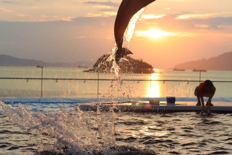 夕陽とイルカが美しすぎる･･･四国水族館で撮れた「ラッセンの絵みたいな写真」が話題に
