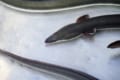 うなぎの生態はなぜあまり知られていないの?身近なのに知らないことが多い魚