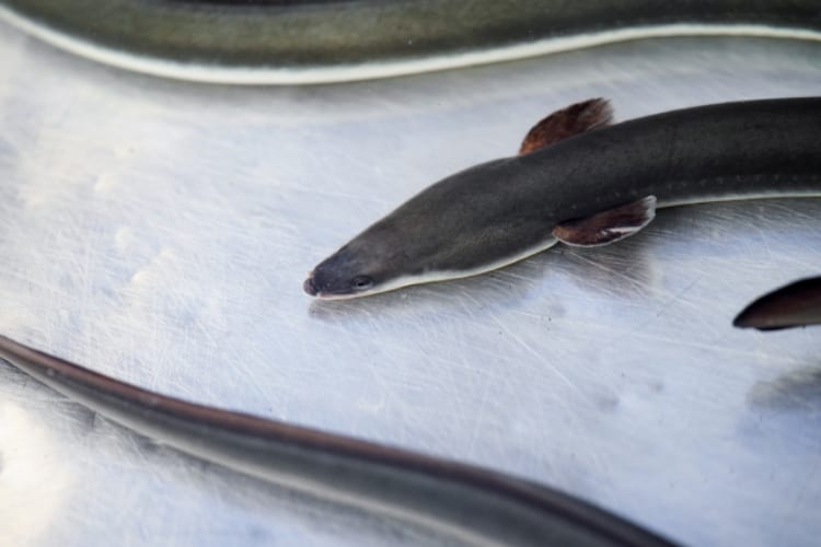 うなぎの生態はなぜあまり知られていないの？身近なのに知らないことが多い魚