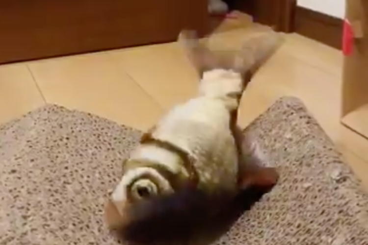 猫用おもちゃ「ダンシングフィッシュ」を買ってみたら･･･やっぱりそうなるよね(笑)