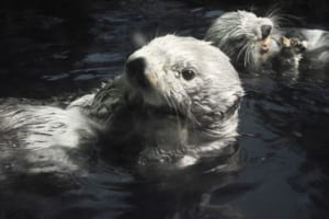 ラッコと石の深い関係。食事に使うだけじゃないし、決まったお気に入りの石がある
