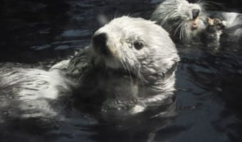 ラッコと石の深い関係。食事に使うだけじゃないし、決まったお気に入りの石がある