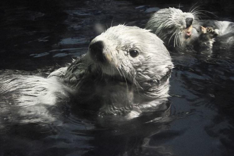 ラッコと石の深い関係。食事に使うだけじゃないし、決まったお気に入りの石がある