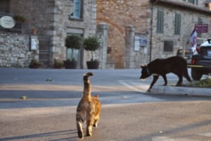 世界一危険な犬種と言われるピットブル しかしこの子は自分を猫だと思っているようです