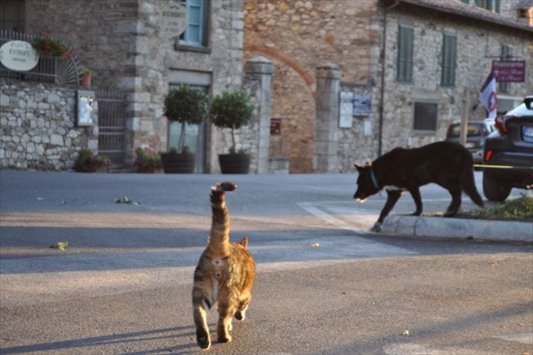 世界一危険な犬種と言われるピットブル しかしこの子は自分を猫だと思っているようです