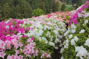 つつじの漢字表記は「躑躅」と大変難しい。この表記は難しい漢字表記の「躊躇」が由来？